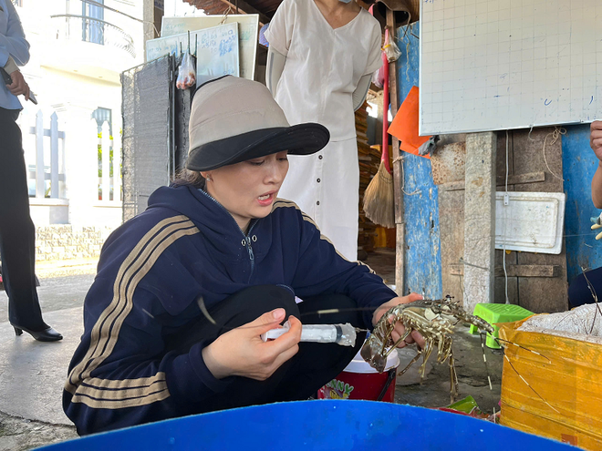 Cảnh báo việc bơm tạp chất vào tôm hùm chết để lừa người tiêu dùng